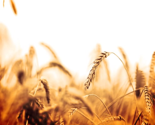 Campo di grano